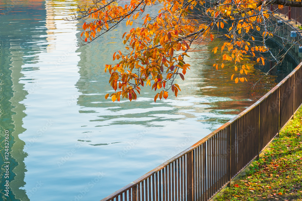 Autumn forest with river .