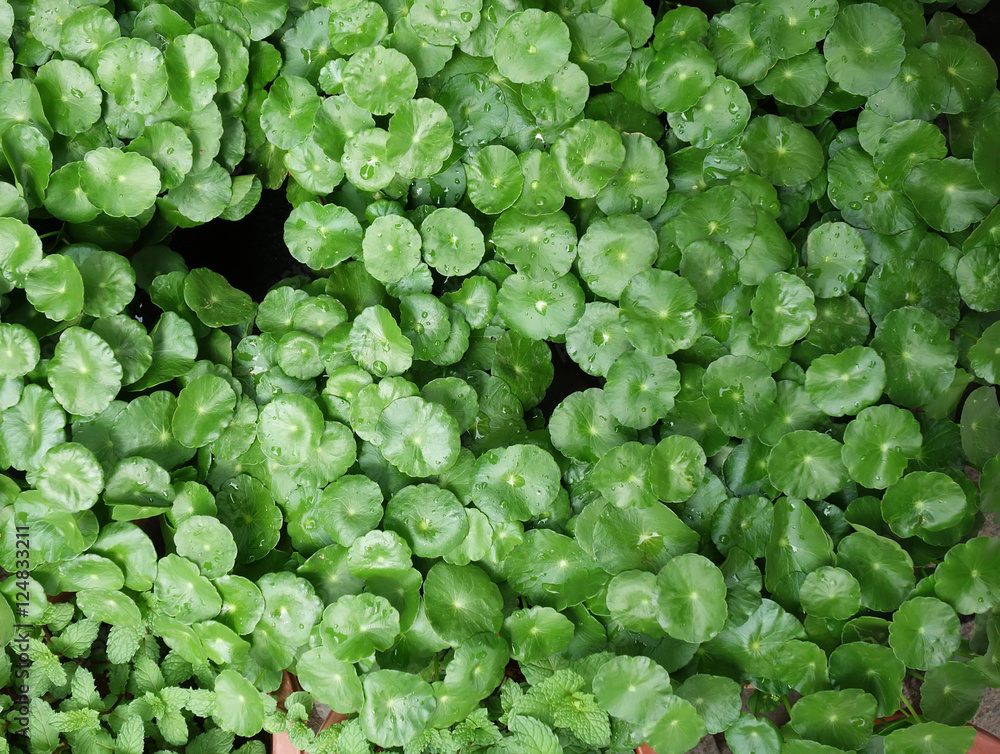 Largeleaf Pennywort (Hydrocotyle bonariensis)