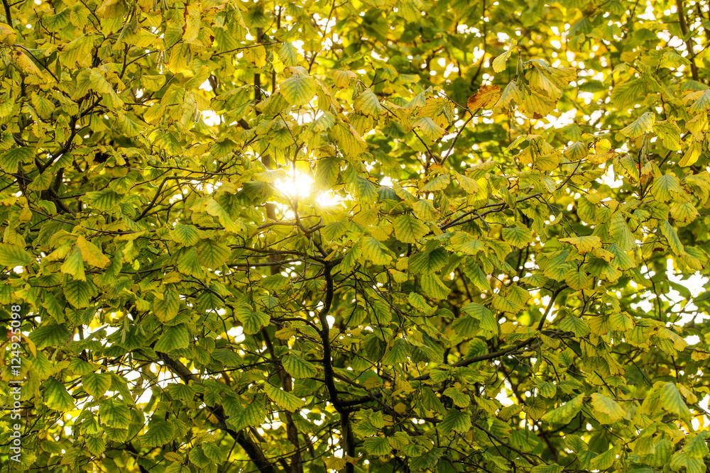 Herbstlaub