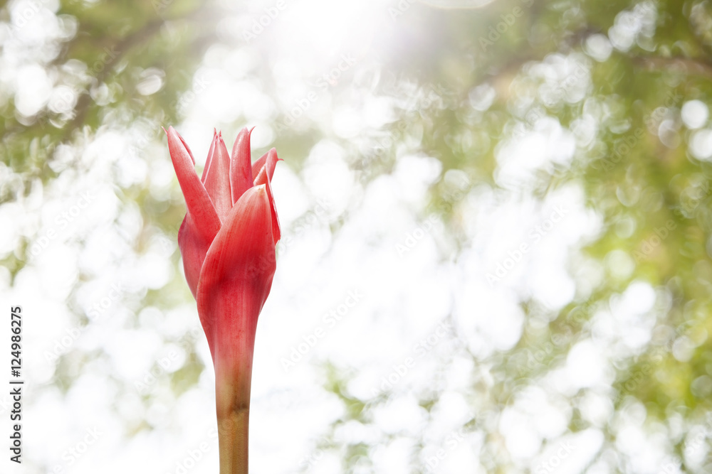 花红色火炬生姜（盾叶姜科）