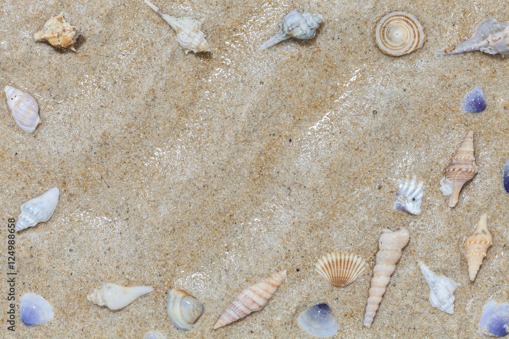 Beautiful Seashells on sand Summer beach background