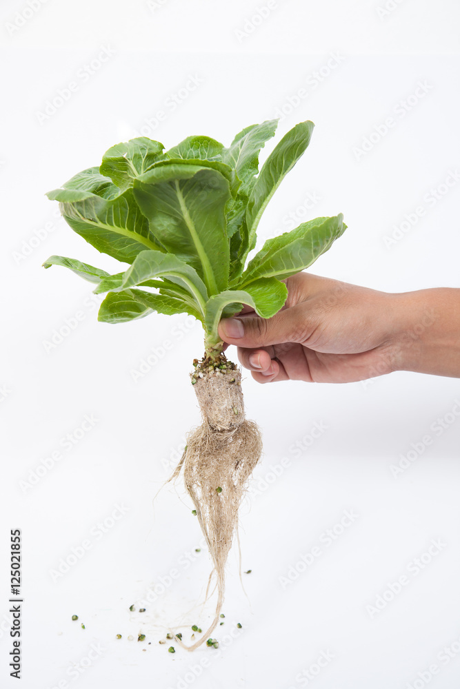 Vegetables hydroponics isolated on white background.