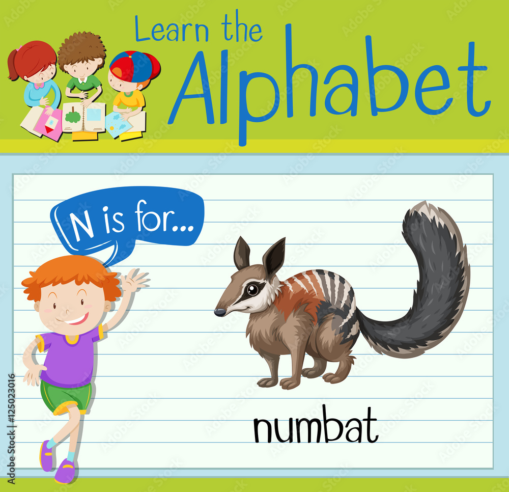 抽认卡字母N代表numbat