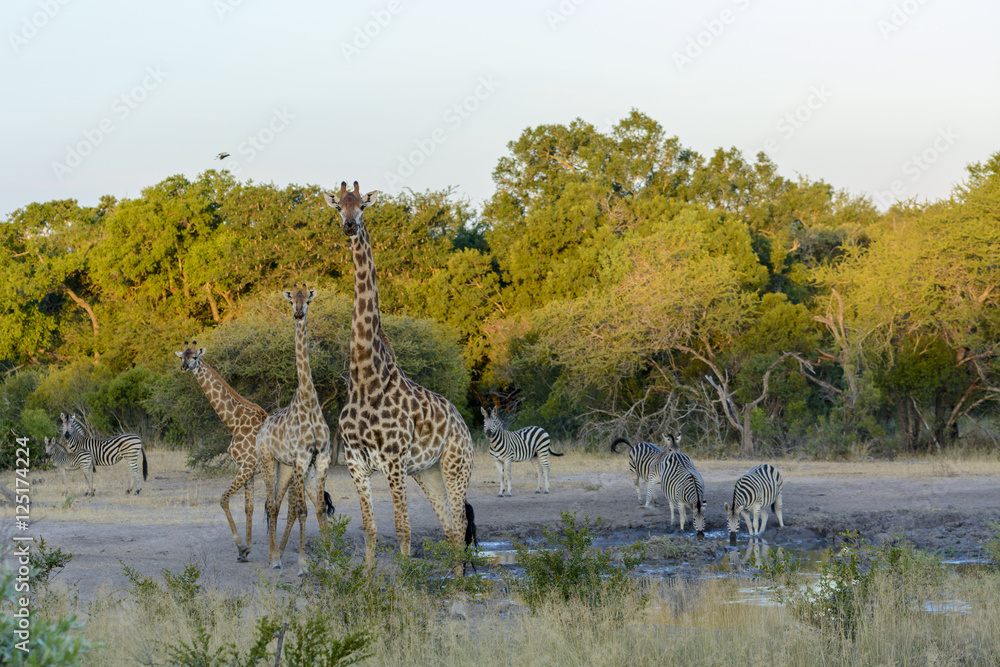 南非长颈鹿或海角长颈鹿（Giraffa Giraffa）和平原斑马（Equus quagga，形式）