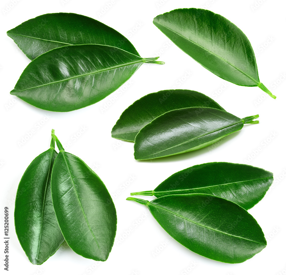 Citrus leaves isolated