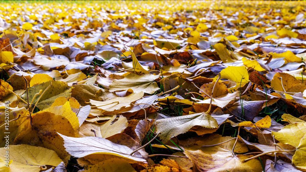 Boden bedeckt mit goldenem Herbstlaub