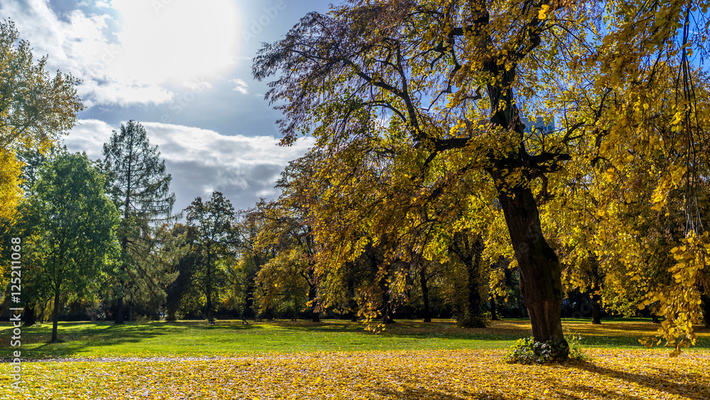 Herbst in einem Park bei strahlendem Sonnenschein 