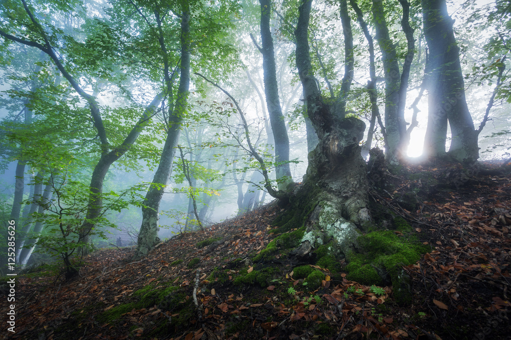 Mystical spring forest in fog. Magical old trees in clouds at sunrise. Colorful landscape with foggy