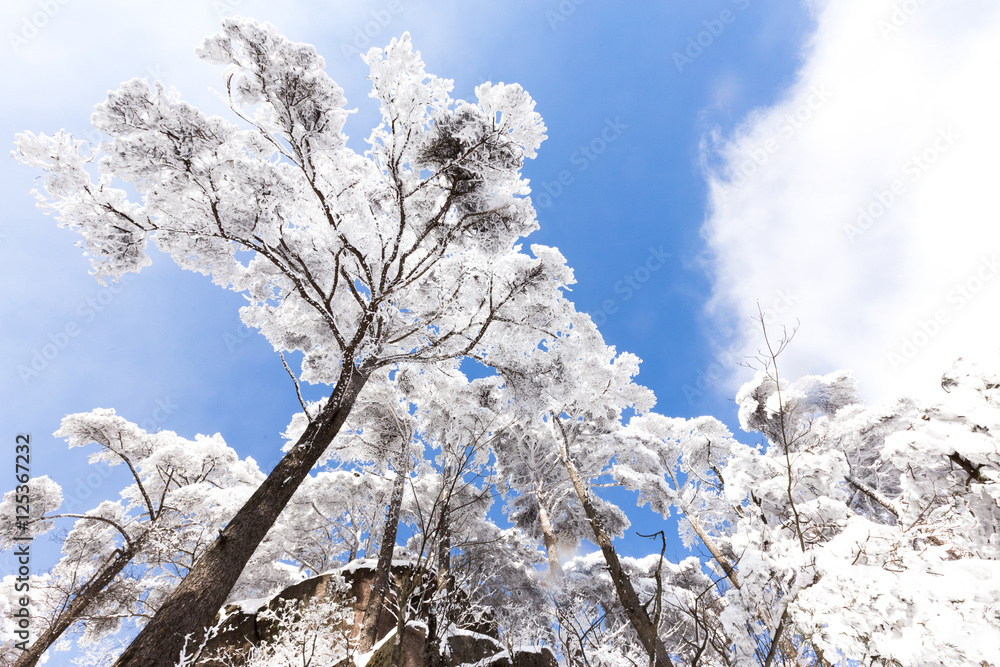 黄山雪景