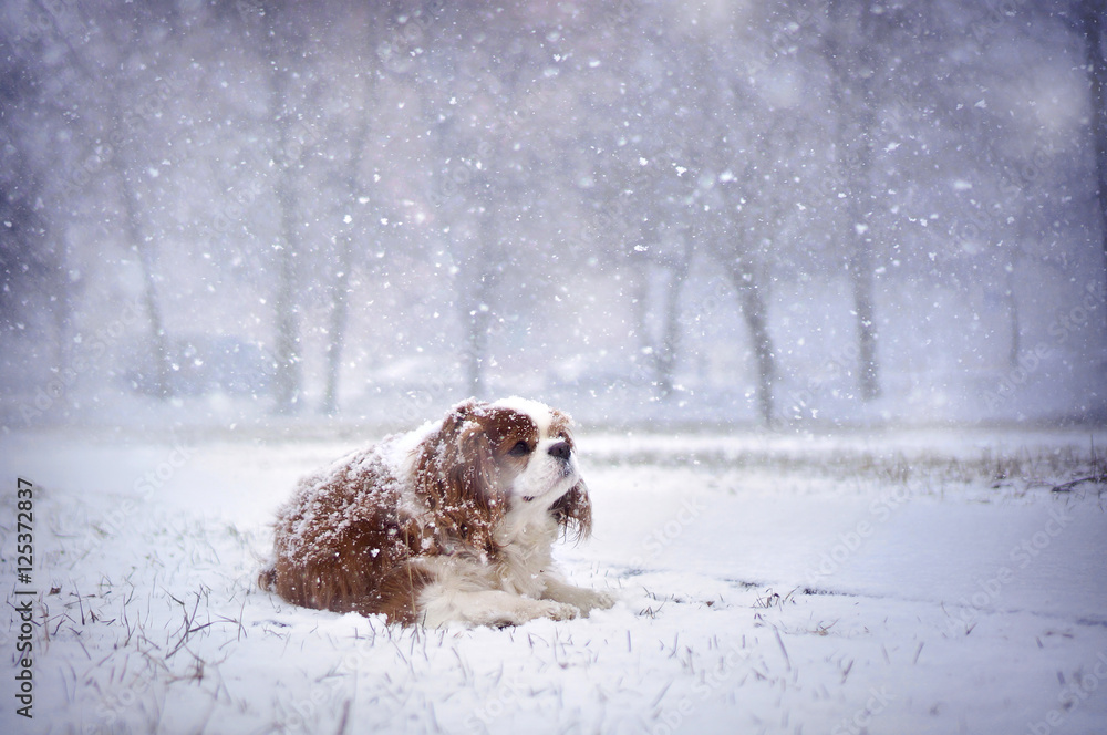 美丽可爱的狗骑士查尔斯国王猎犬在雪地里的雪花下的街道上