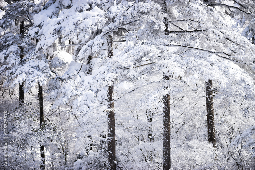 黄山雪景