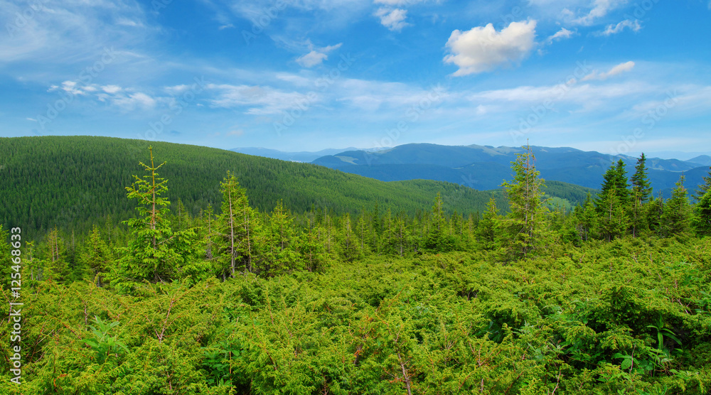 夏日山景