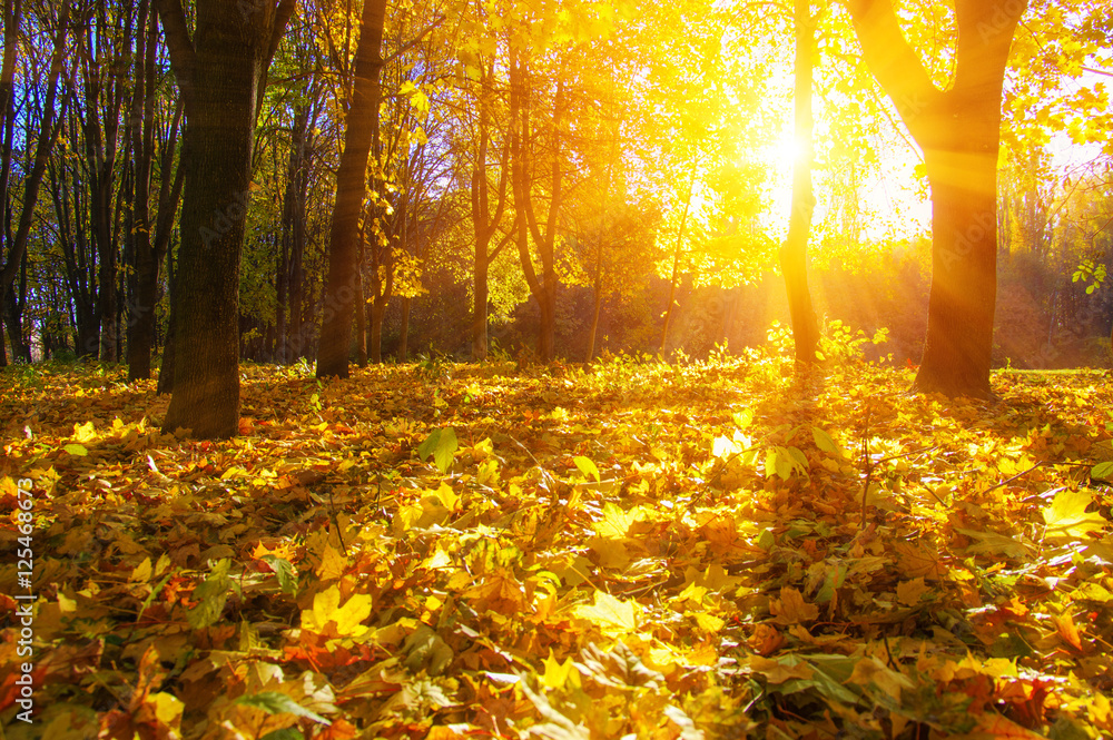  autumn trees on sun