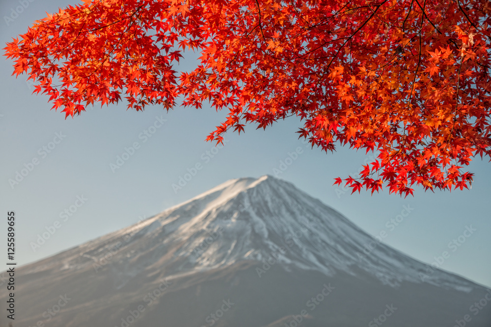 日本河口湖的富士山上有美丽的彩色红枫（Momiji）。