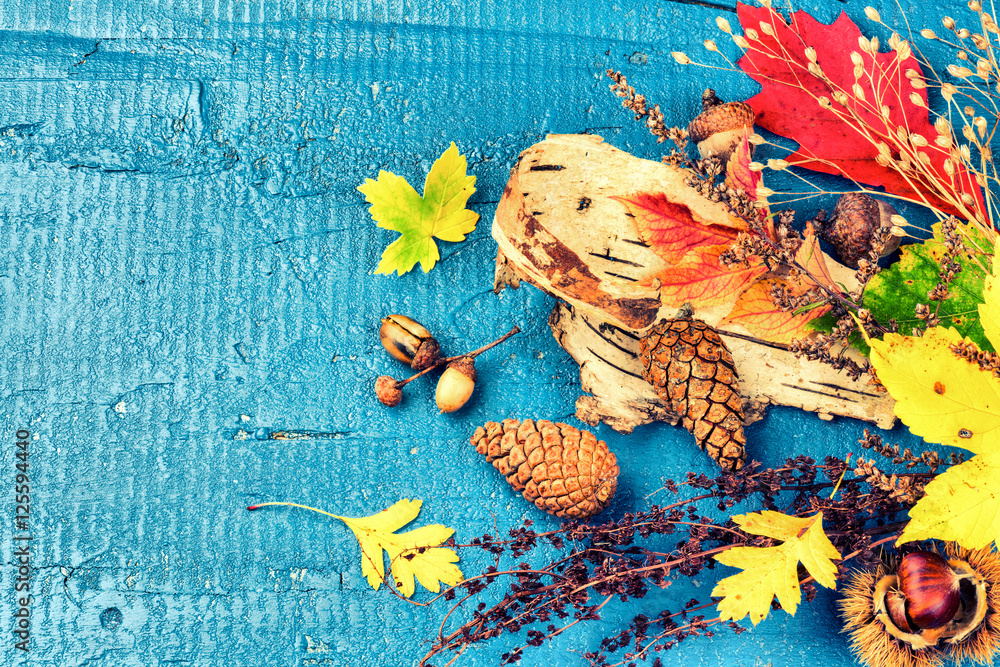 Autumn still life with colorful fall leaves and forest plants