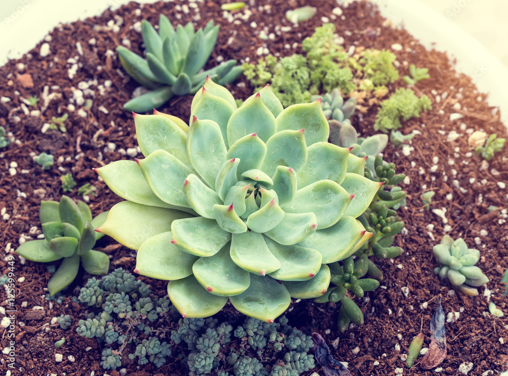  Miniature succulent plants in garden