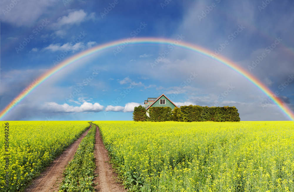 Rainbow over field