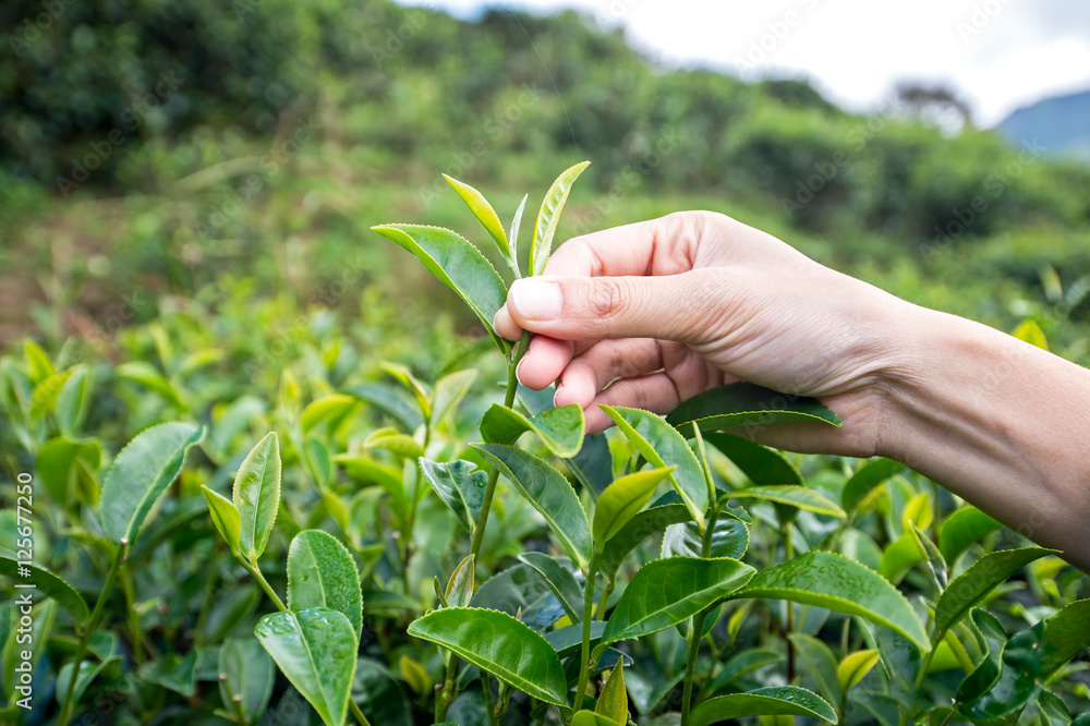 美丽的亚洲女孩在茶园采摘茶叶