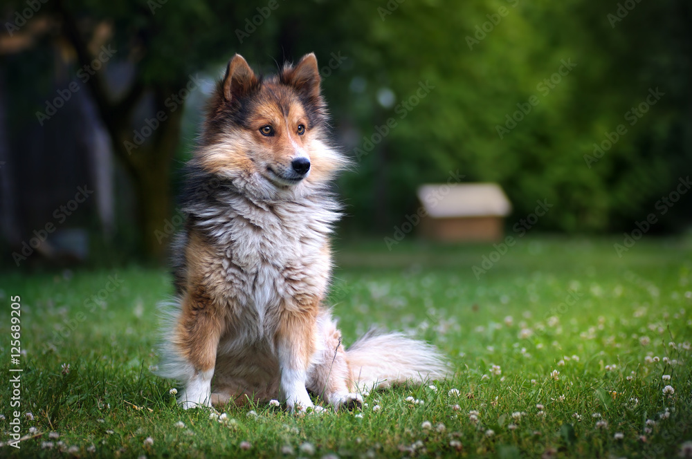 Beautiful young red-haired fluffy dog on a green lawn with flowers in the summer or in the spring wi