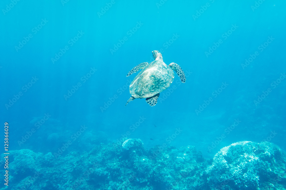 水下海龟