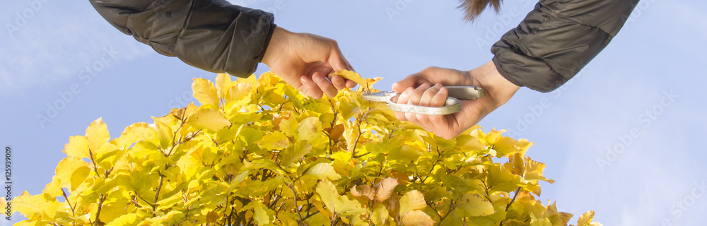 pruning shears in hand. secateurs hand bush