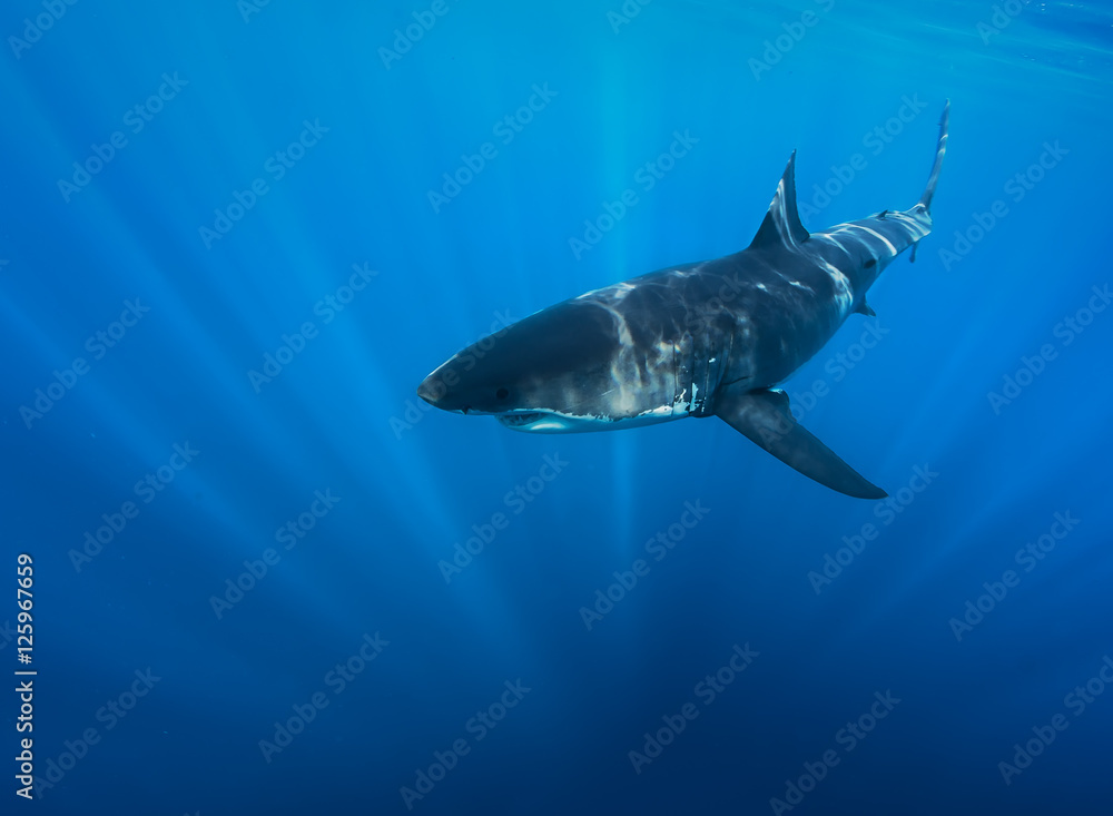 Great White Shark in blue ocean. Underwater photography. Predator hunting near water surface.