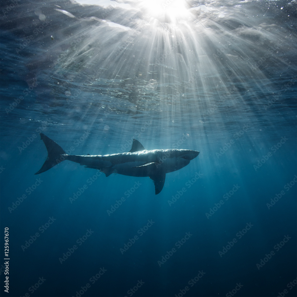 Great White Shark in blue ocean. Underwater photography. Predator hunting near water surface.