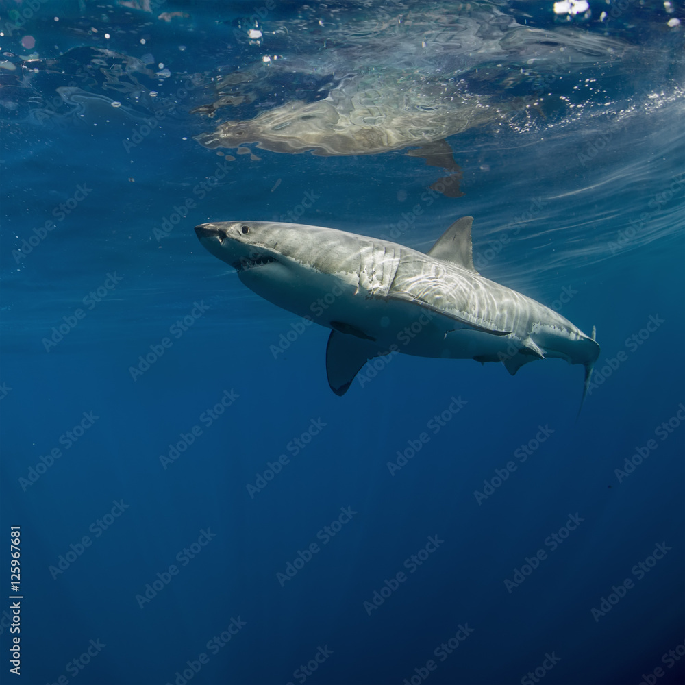 Great White Shark in blue ocean. Underwater photography. Predator hunting near water surface.