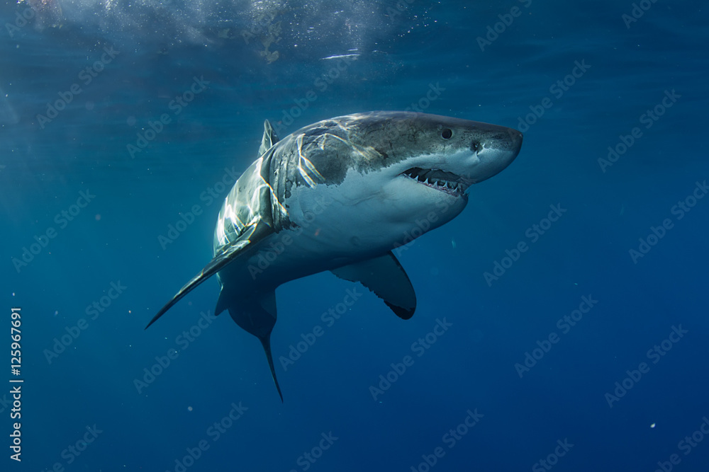 Great White Shark in blue ocean. Underwater photography. Predator hunting near water surface.