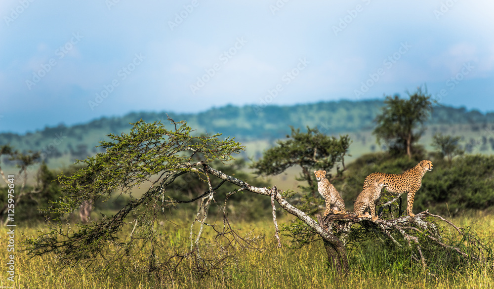 Family of Cheetahs on high ground spotting for prey during the wet season, Serengeti, Tanzania  