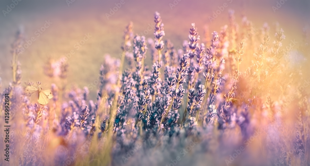 Lavender flower made with color filters - soft focus on lavender flower