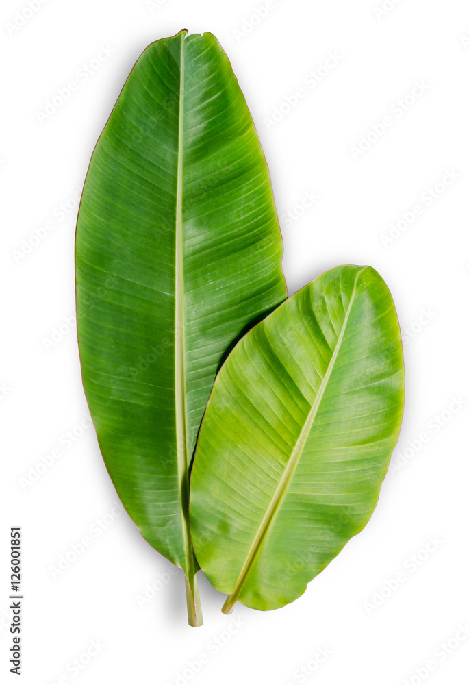 Banana leaf isolated on white background. File contains a clipping path.