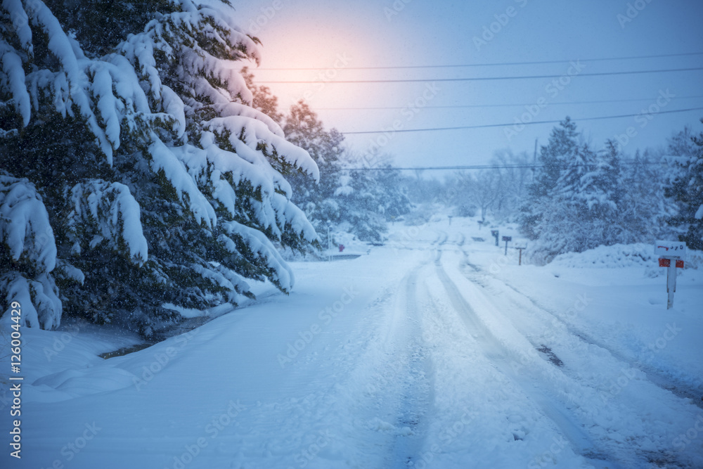 被雪覆盖的城市街道和树木