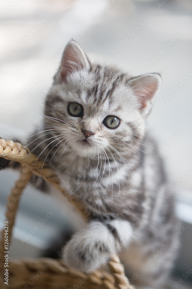 可爱的虎斑苏格兰折叠小猫在篮子里玩耍