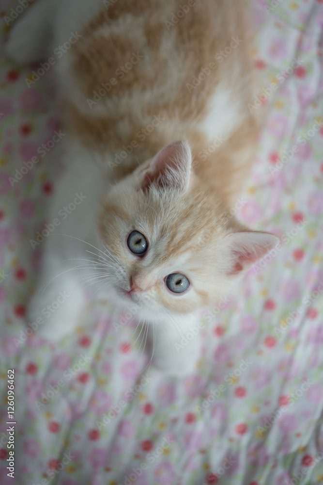 Lovely tabby scottish fold kitten lying on the floor