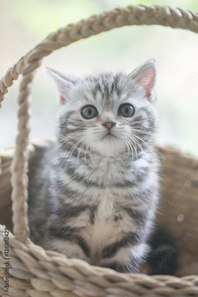 Lovely scottish fold kitten playing in the basket