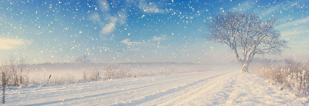 雪地里阳光明媚的冬天，越野路上的孤独树