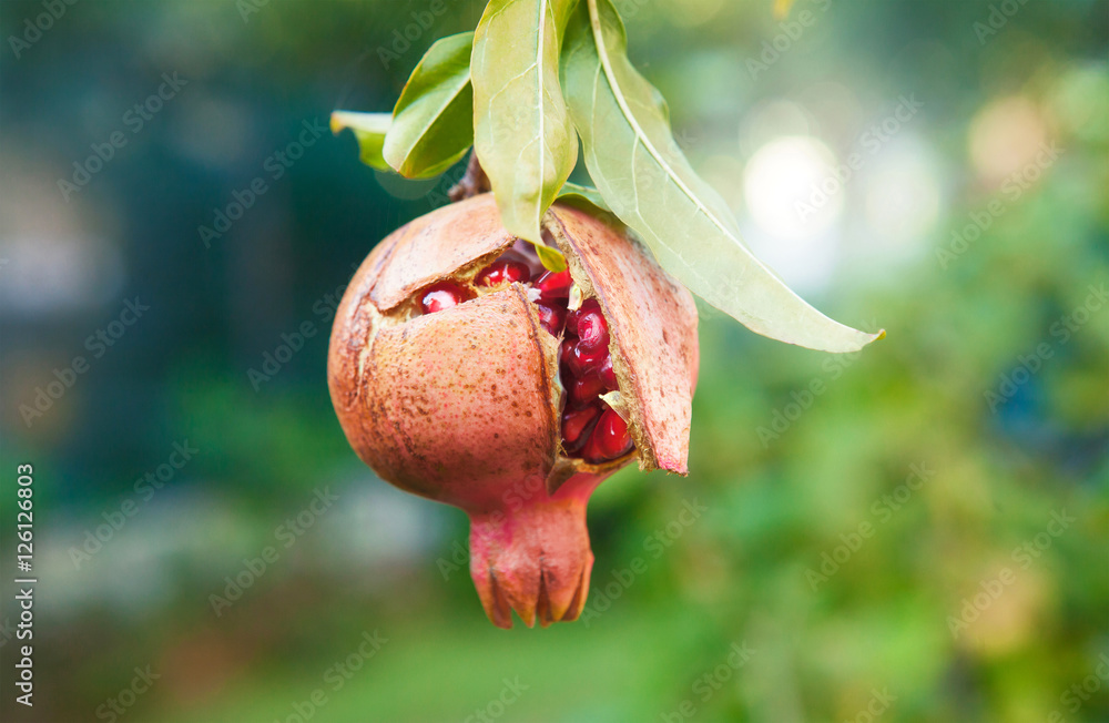 Melagrano aperto con chicchi su albero e autunno