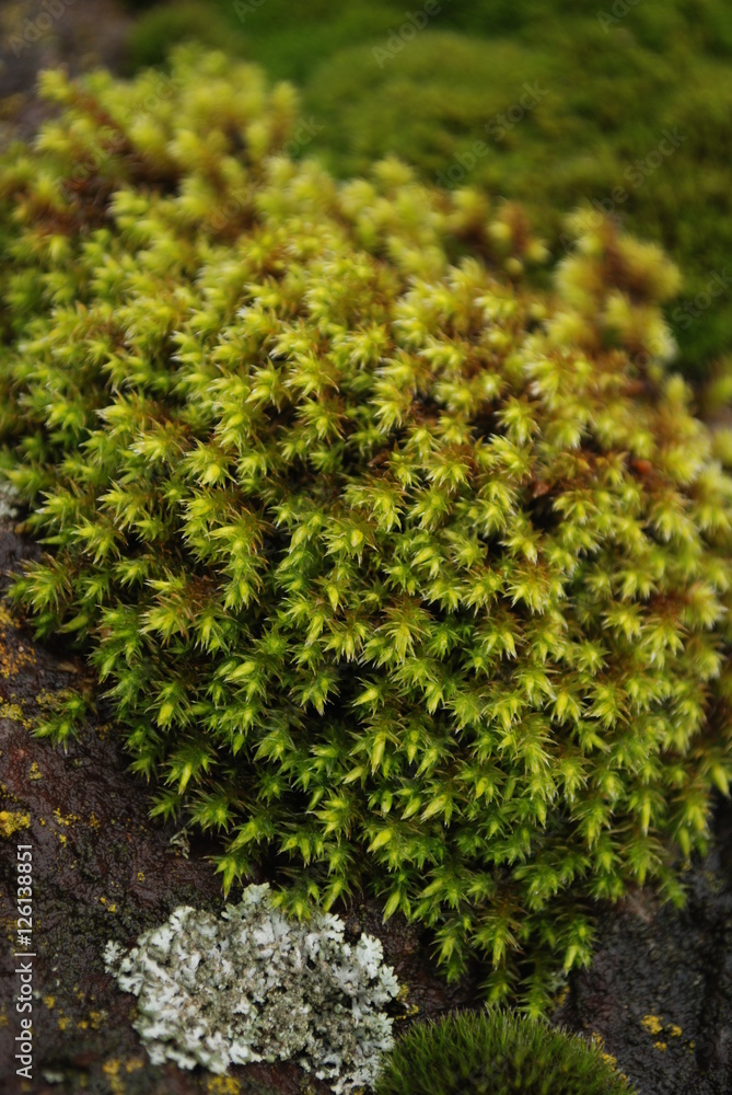 苔藓