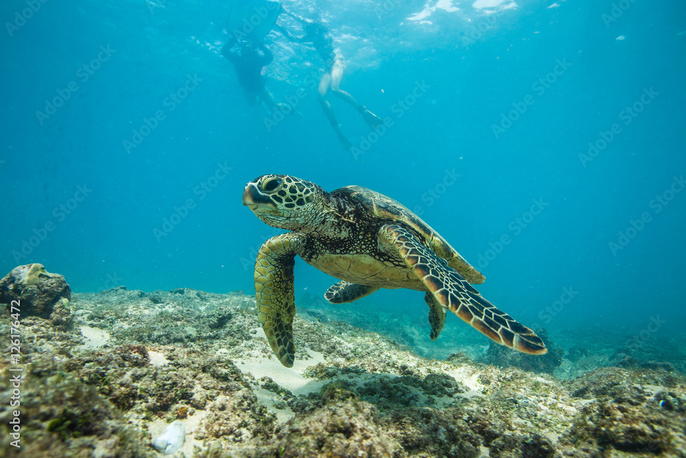 马尔代夫海域海龟和鱼类的海洋生物