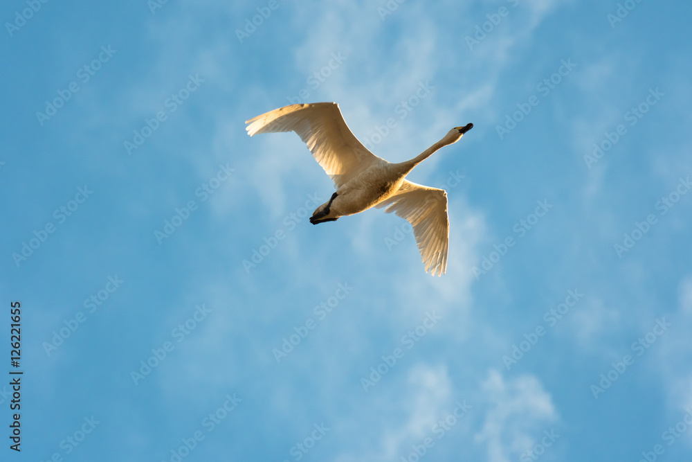 朝日を浴びて飛ぶ白鳥