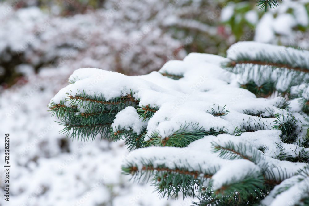 雪。冬天。冷杉树枝。圣诞新年背景。