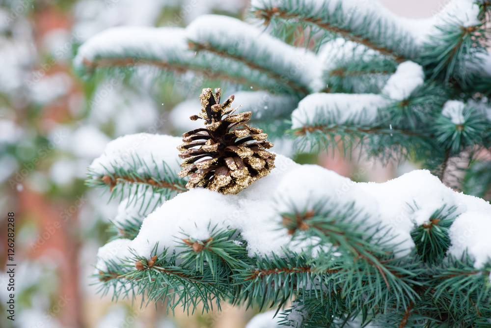 Winter. Snow. Cone on fir branches. Christmas new year background.