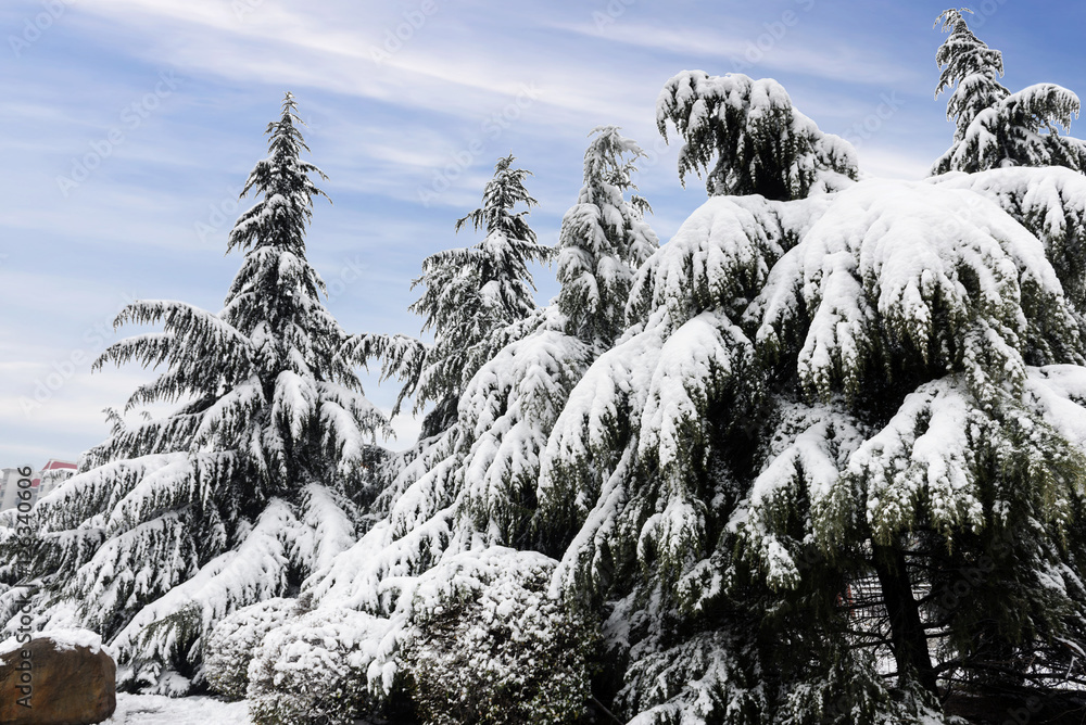 霜冻中的树木和蓝天下的雪地景观。冬季场景。