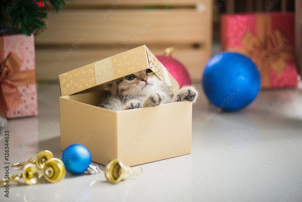 kitten playing in a gift box