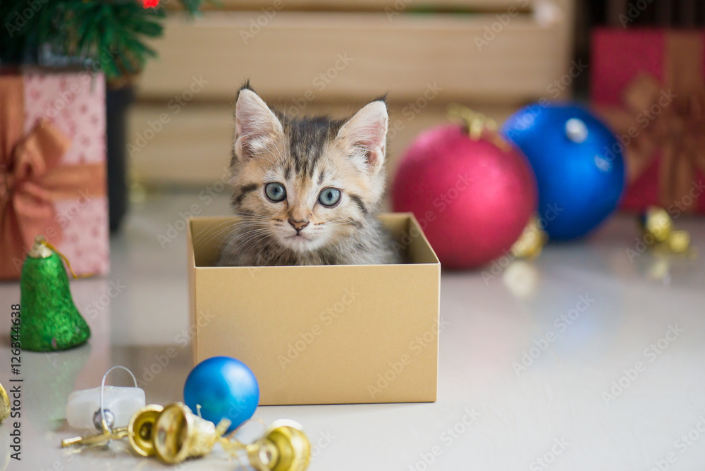 kitten playing in a gift box