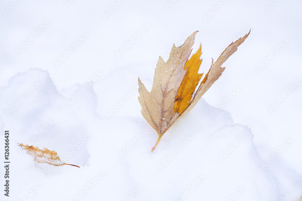 美丽的金色秋叶在雪地上的冬天特写微距。雪地漂移。