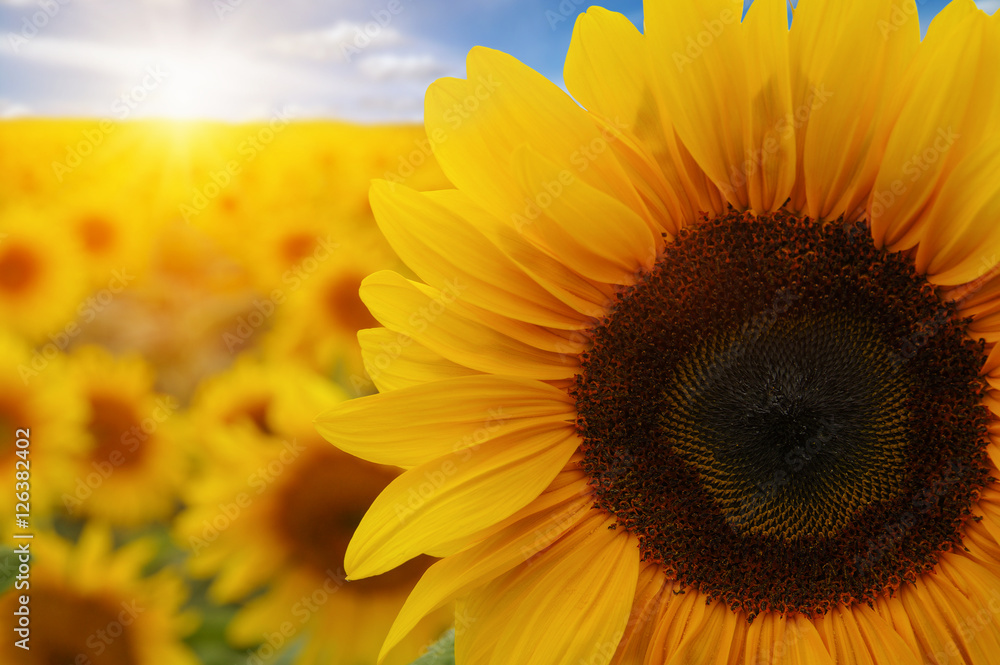  sunflowers and sun