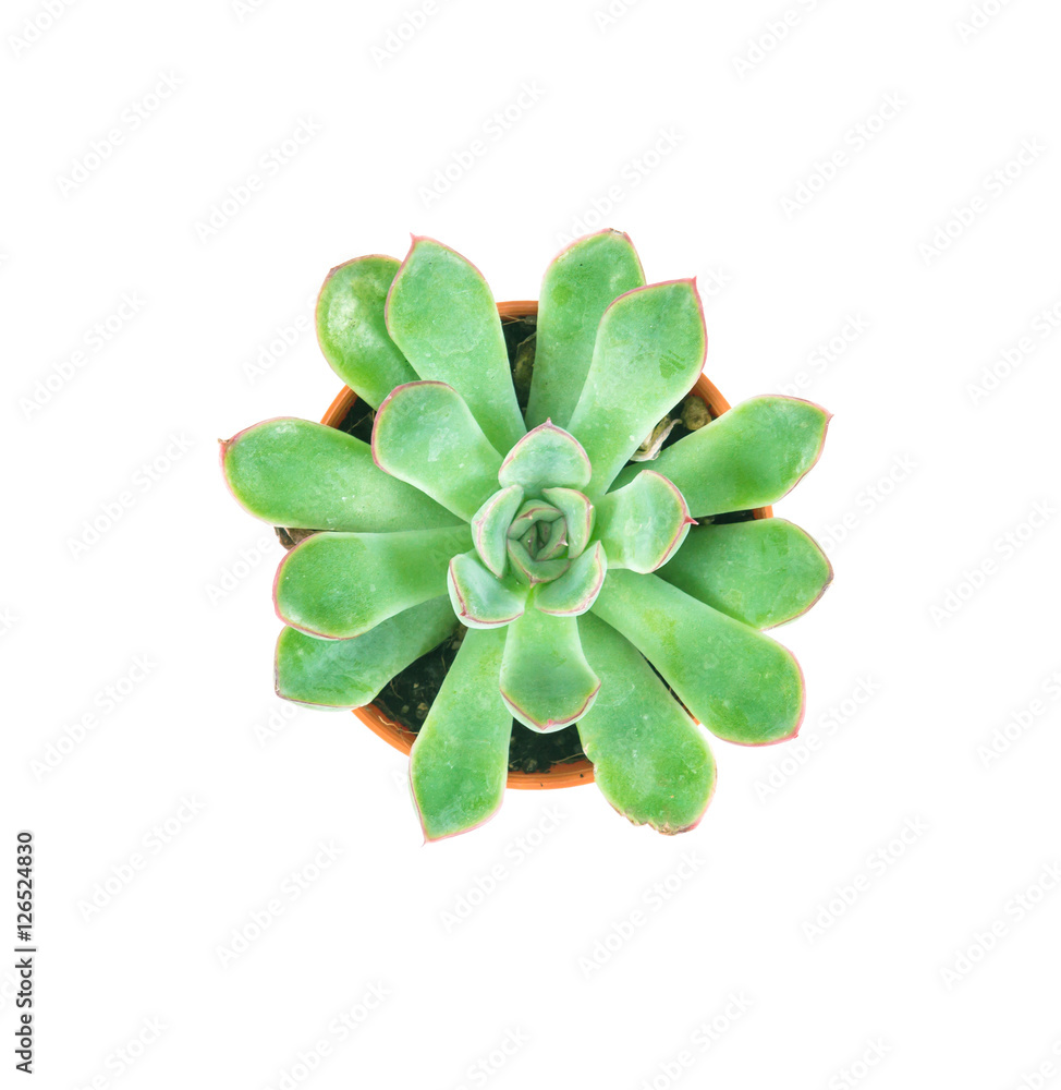 succulents plant in pot on white background , overhead 