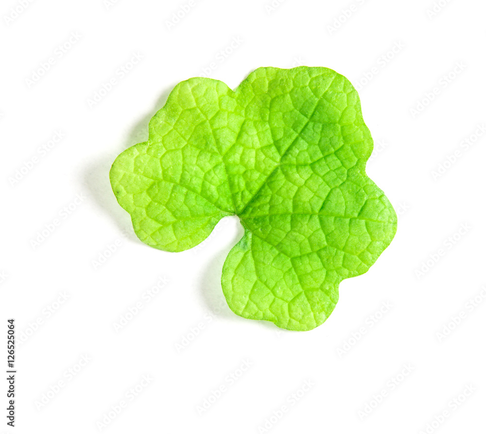 green leaf on white background